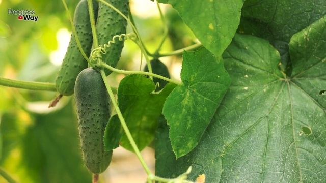 Для огурцов в августе лучше этого ничего нет! Супер подкормка огурцов!