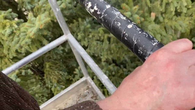 Спасаем яйца птиц перед вырубкой елей смотреть онлайн