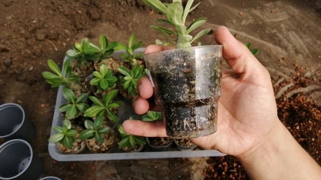 Сеянцы Адениума: перевалка смотреть онлайн