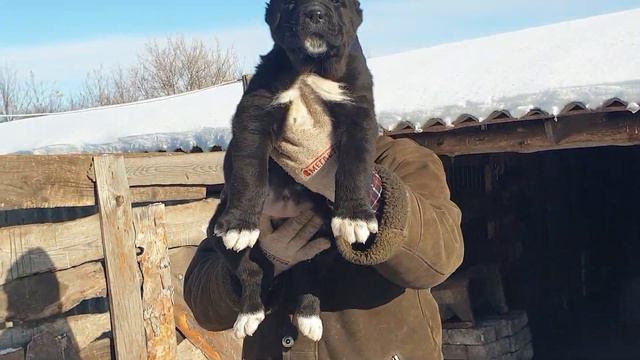 Алабай среднеазиатская овчарка из питомника АЗ Марал продажа ватсап вайбер +79278137957 смотреть онлайн