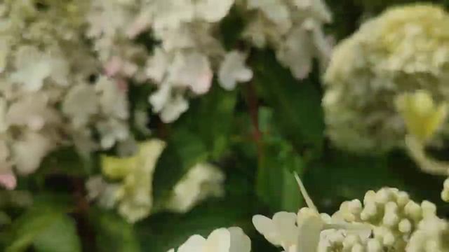 Гортензия метельчатая Пинки Винки ??начало цветения??
Hydrangea paniculata Pinky Winky смотреть онлайн