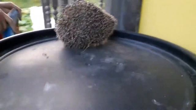 Нашли ежа на даче смотреть онлайн