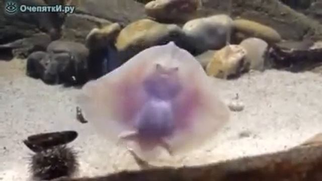 Маленький забавный скат. Плавающий прикол. смотреть онлайн