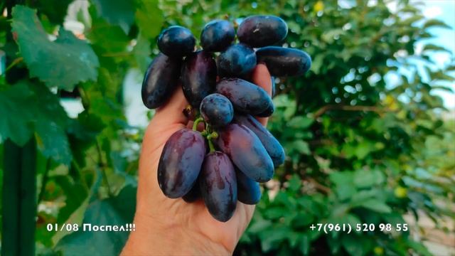 Виноград Днепровский сувенир Калугина В.М. смотреть онлайн