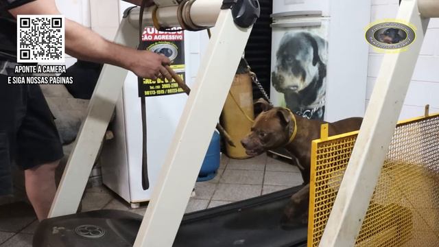 AIRON - Pitbull Agressivo - Dessenssibilização смотреть онлайн