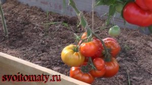 Штамбовый крупноплодный