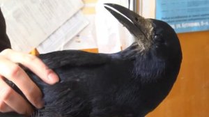 Грач с переломанным крылом