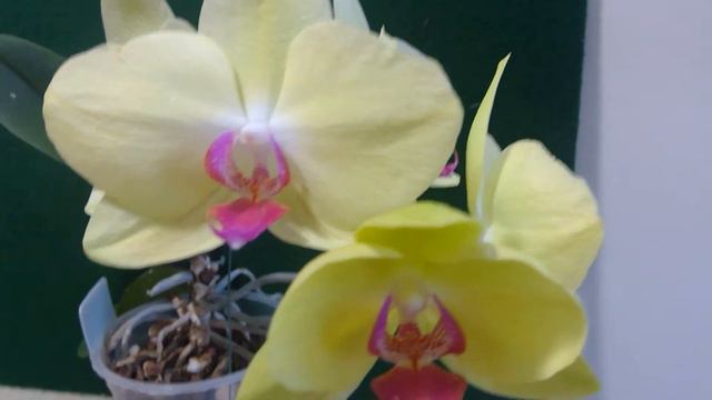 Phalaenopsis Fuller's Sunset