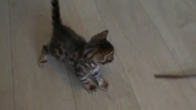 котята от гриши №11 смотреть онлайн