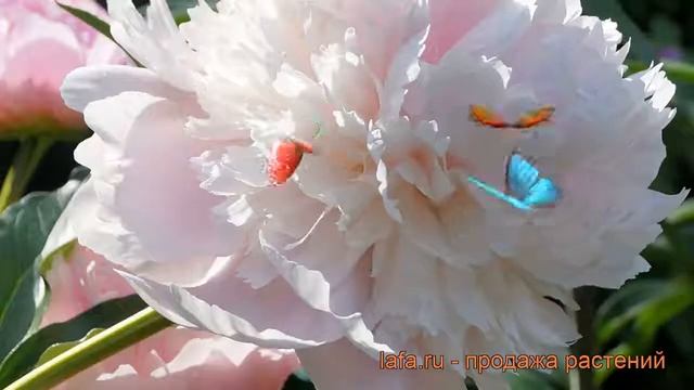 Пион травянистый Печер (paeonia) ? травянистый пион Печер обзор: как сажать, рассада пиона Печер