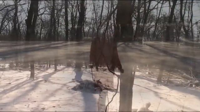 Сказки вещего леса. Живая вода. смотреть онлайн