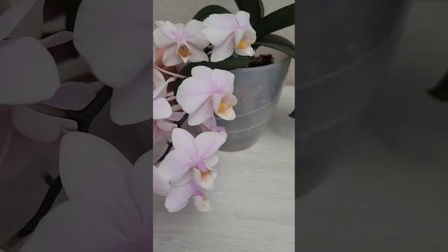 орхидея Pinlong Cherry в полном роспуске смотреть онлайн