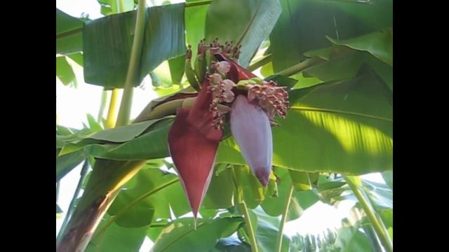 Как растут бананы. смотреть онлайн