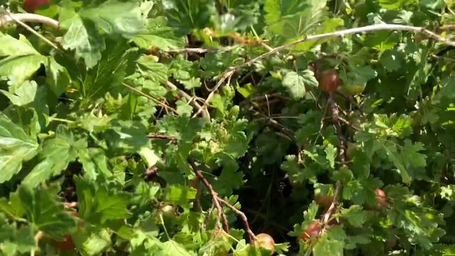 Крыжовник-1-й урожай!?? Сад-Обзор-Созревание ягод!?? Спаржевая фасоль-1-й урожай!??21/07/2021 смотреть онлайн