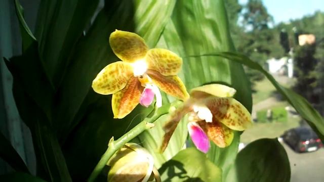 p.javanica x ld bear king смотреть онлайн