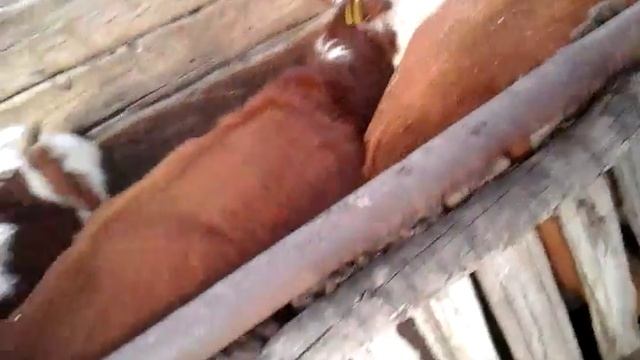 Отбор крс на профессиональной основе 89656176005 +7 965 617 60 05 Звоните! смотреть онлайн