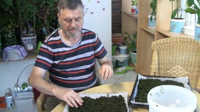 Сборный чай из Черной смородины, малины ,вишни ,клубники ,мелисы ,мяты ,кипрея ,лимона смотреть онлайн