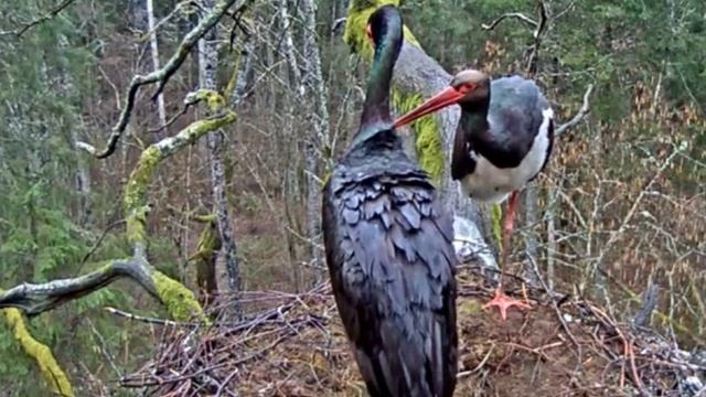 Гнездо черного аиста 2015_04_03_19_36 смотреть онлайн