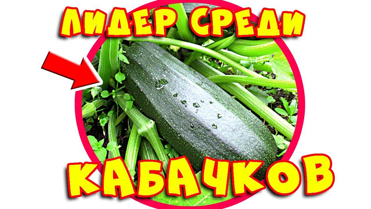 ЛУЧШИЙ СОРТ цукини: Кабачки Черный красавец. Мой отзыв и обзор КУСТОВ с плодами