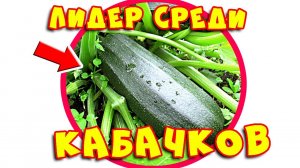 Кабачки черный красавец. Кабачки для открытого грунта. Лучшие сорта цукини для открытого грунта #1