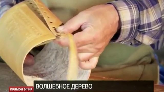 Мастерица из Тавды создаёт коллекцию берестяных музыкальных инструментов смотреть онлайн