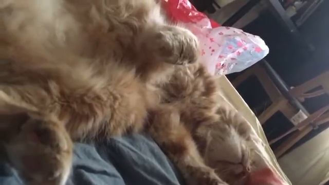 Спящий кот , прелесть смотреть онлайн