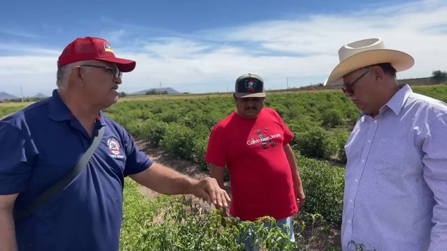 Cultivo de chiltepin en Sinaloa Mariskero se los come así disfrutados al natural смотреть онлайн