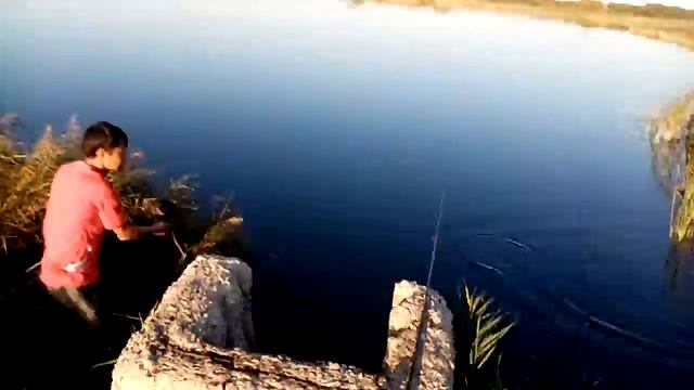 Сергиевский рыбопитомник, карп на колбасу смотреть онлайн