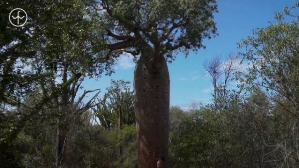 Travel Guide to Madagascar