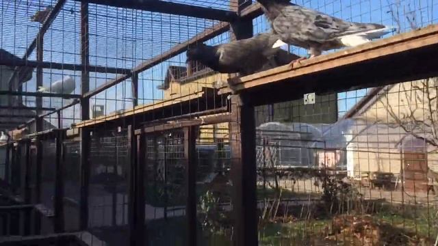 Иранские белохвостые голуби продажа Ставрополь 89034451665 смотреть онлайн