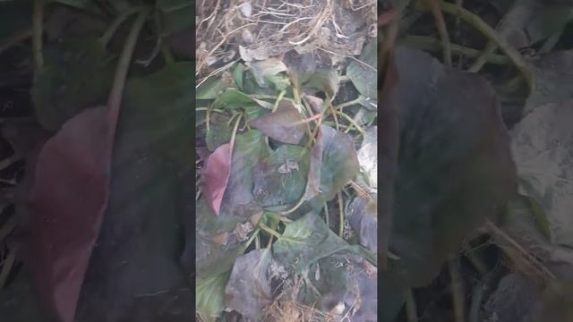 Ванила Фрейз и Бадан после зимы смотреть онлайн