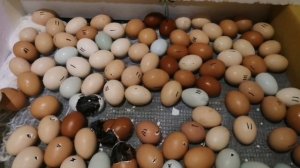 Инкубация цыплят от начала до вывода