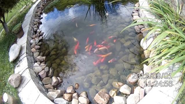 Водоём в саду смотреть онлайн