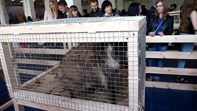 Фестиваль енотов часть 7: волнуюшийся папа (енотовидная собака) смотреть онлайн