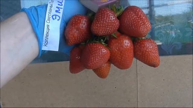 ЭМИ - ранний сорт клубники, новинка 19 года. смотреть онлайн