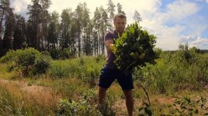 Заготовка дубовых веников для бани