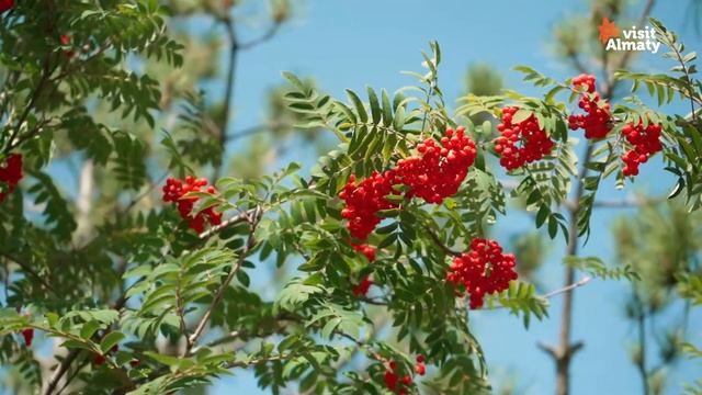 Mountain Resort «Oi-Qaragai Lesnaya Skazka»