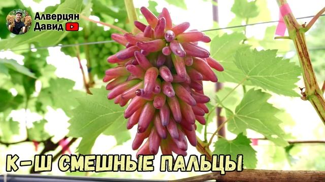 Обзор ультраранних и ранних сортов винограда смотреть онлайн