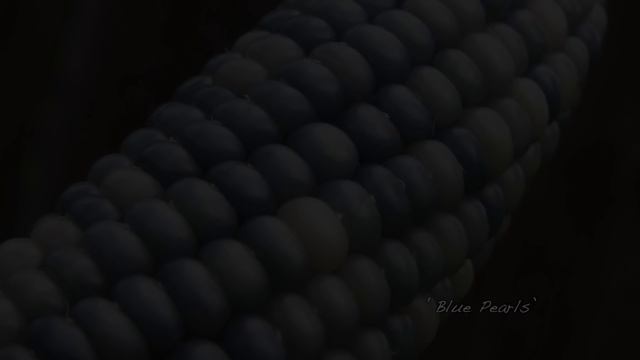 The Origins of 'Carl's Glass Gems' Rainbow Corn смотреть онлайн
