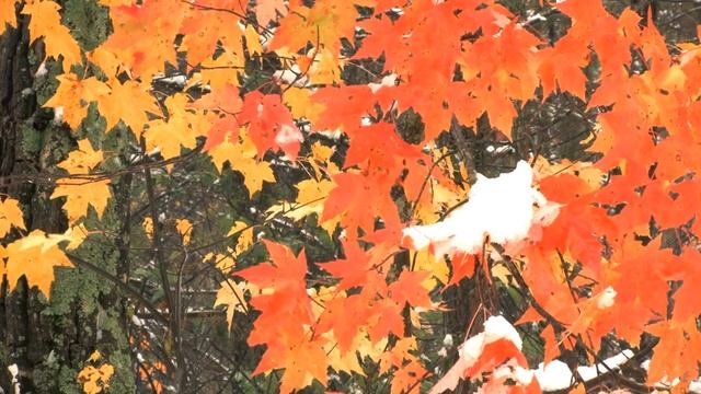 Н. А. Некрасов "Славная осень" (из стихотворения "Железная дорога"). Читает А. Е. Зубов смотреть онлайн