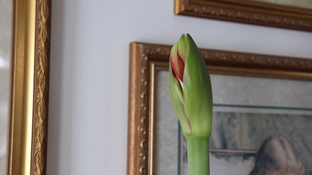 New Year Amaryllis blooms🌺My new robot vacuum/floor washer👏Extreme cold❄️//Slow living, silent vlog смотреть онлайн