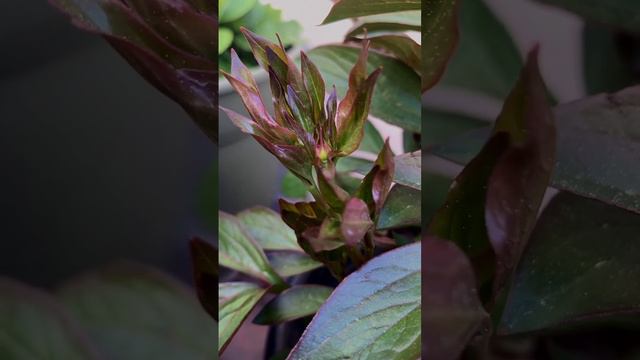 Peonies grow flower bud after three years смотреть онлайн