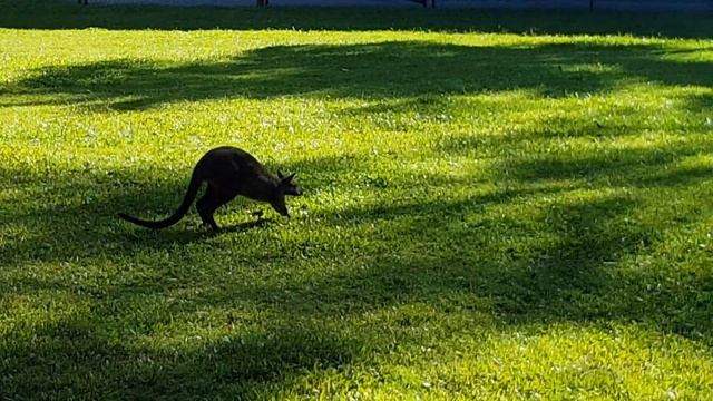 Wallaby, Australia Zoo смотреть онлайн