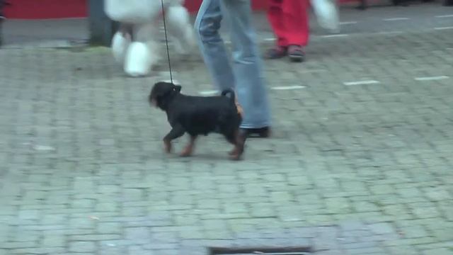 Griffon Belge, Neibade's Leo Loverboy смотреть онлайн