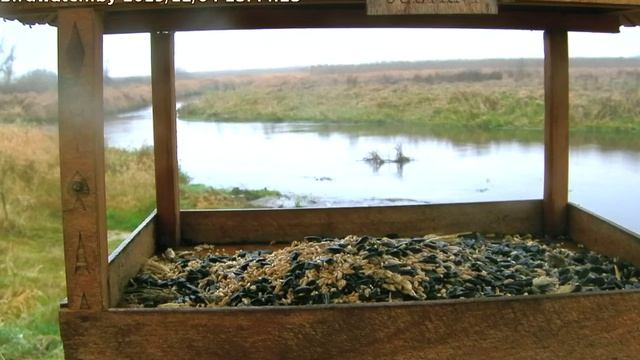 Лебеди-кликуны, 4 декабря 2019 смотреть онлайн