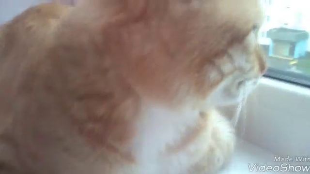 Кот Рыжик Ты мой Миленький Хорошенький мой котик. смотреть онлайн