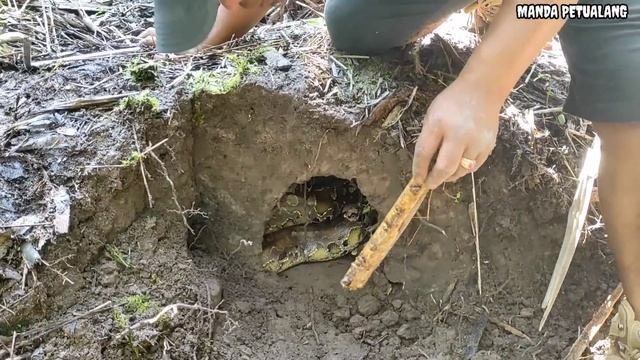 DETIK DETIK PENANGKAPAN MONSTER ULAR PYTHON BUNTET | ANACONDA KW | ULAR | MANDA PETUALANG смотреть онлайн