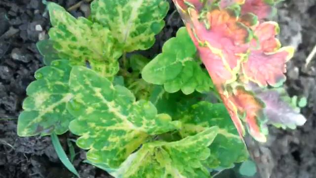 Коллекция Колеусов 2022  Часть 1