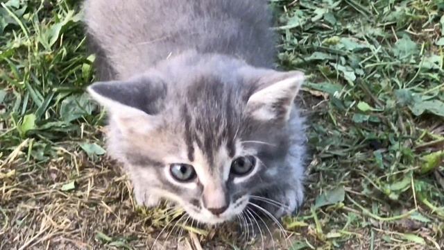 Огородные советы. Куриное царство смотреть онлайн