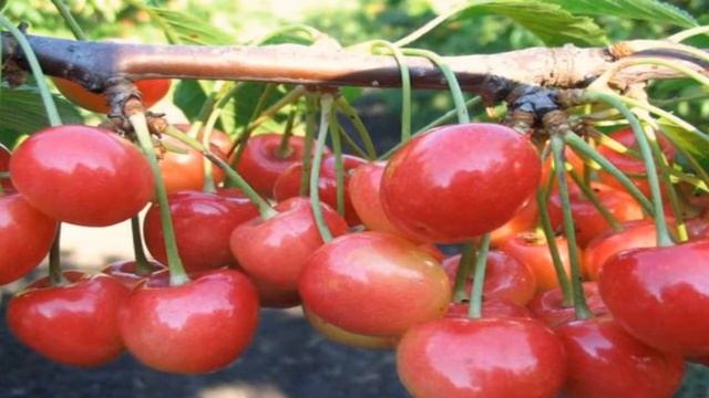 КАК ПРАВИЛЬНО УХАЖИВАТЬ за ЧЕРЕШНЕЙ смотреть онлайн